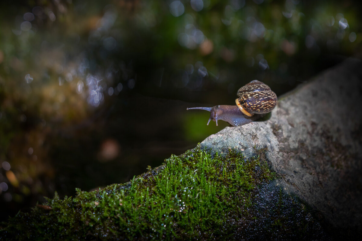 **** - Елизавета .