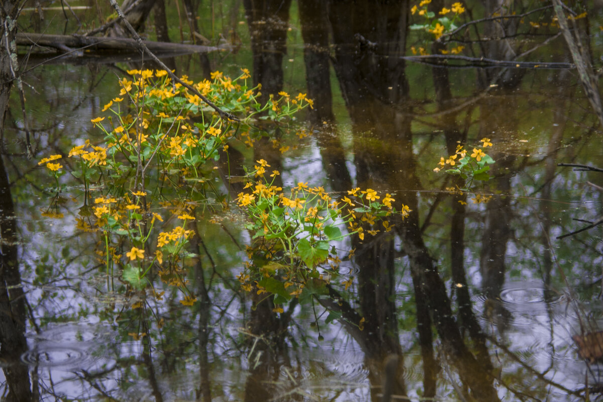 Мой город - МАЙ Цветы - Владимир Максимов Мой город - МАЙ Цветы - Владимир Максимов