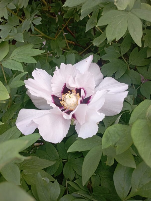 ***** - Елена Семигина