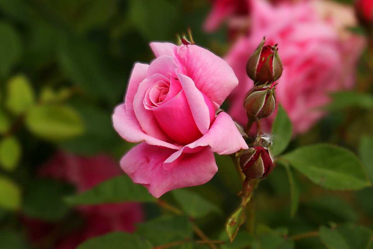 Доброе утро - Юрий. Шмаков