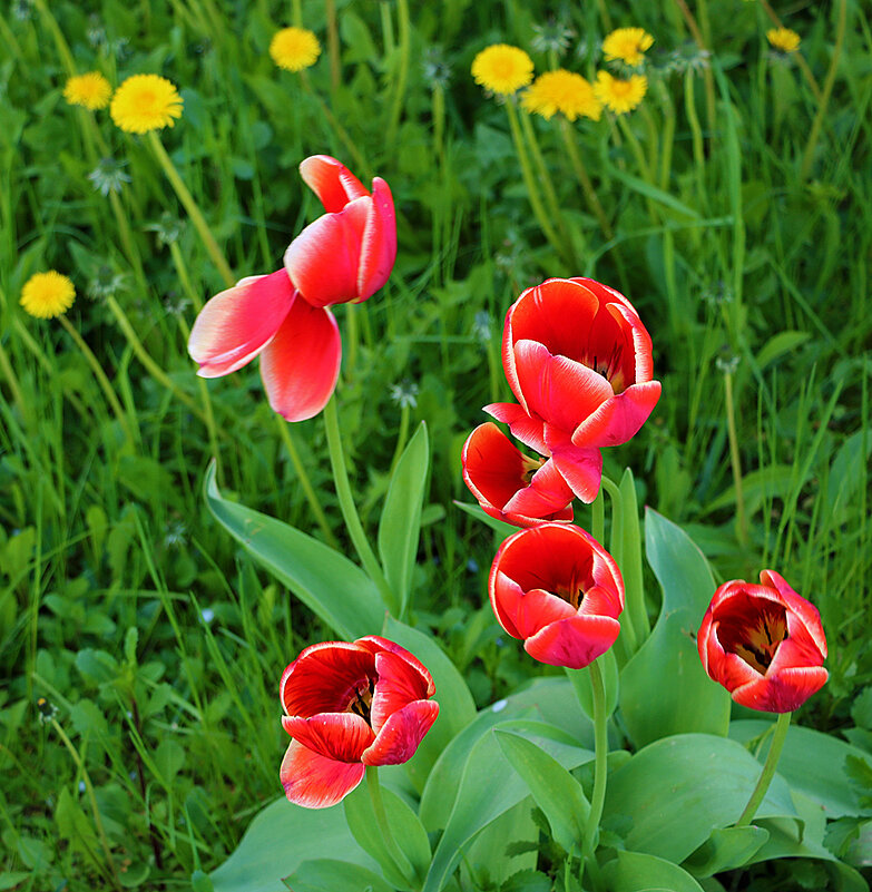 *** - Светлана *** - Светлана