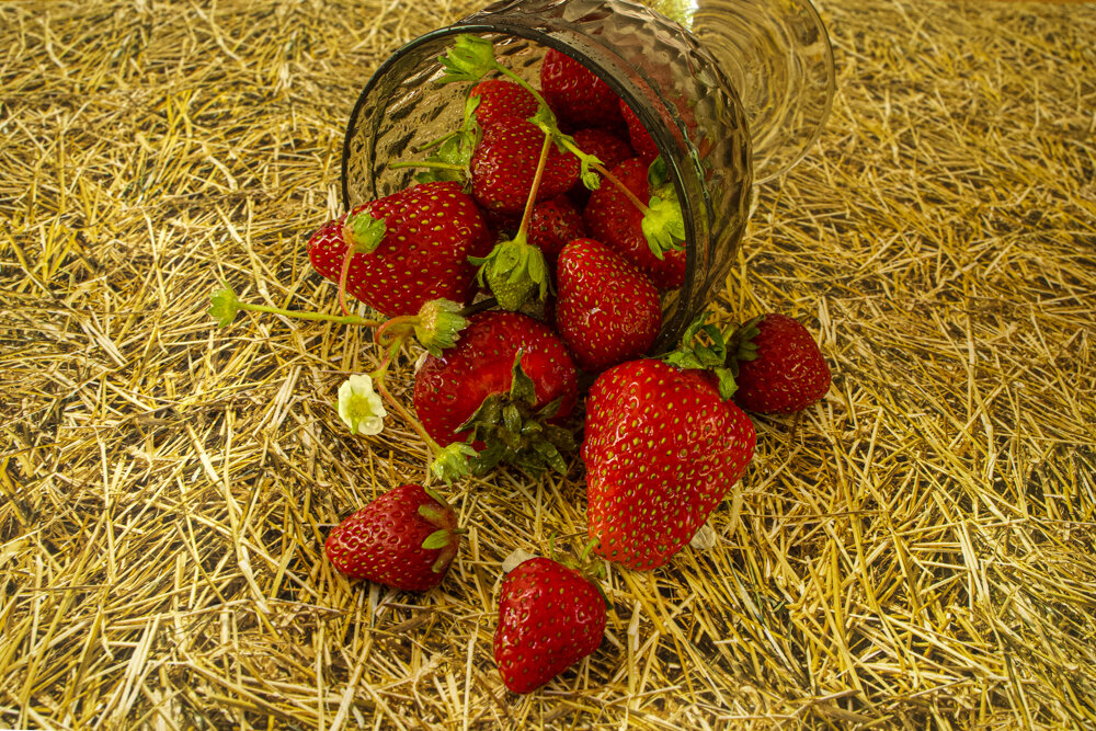 Ягода поспела. - Lucy Schneider 