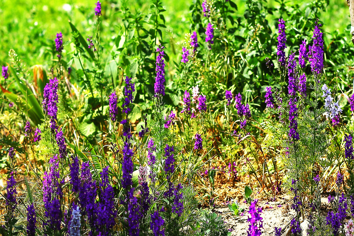 Когда нет маков - Юрий Гайворонскiий Когда нет маков - Юрий Гайворонскiий