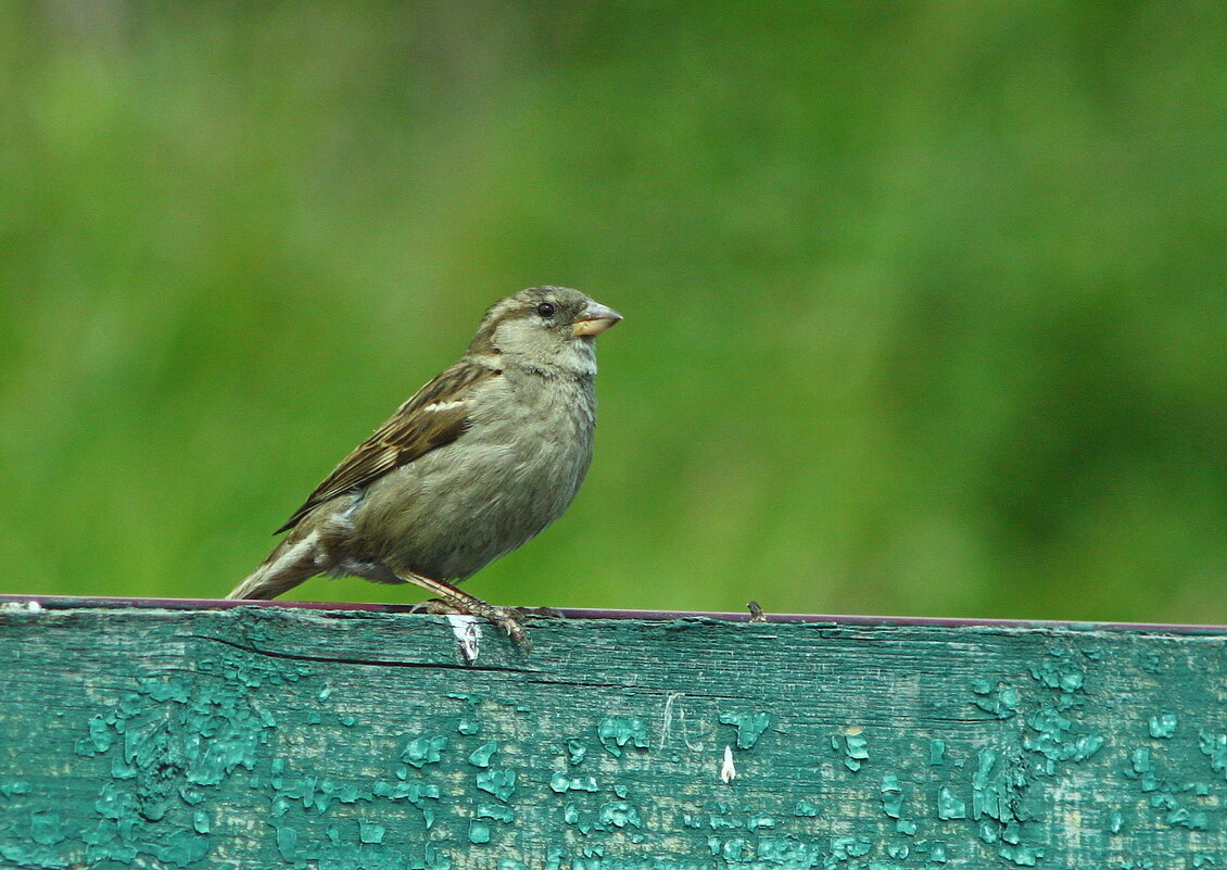птичка..., на Юпитер 21М... - Андрей Катков