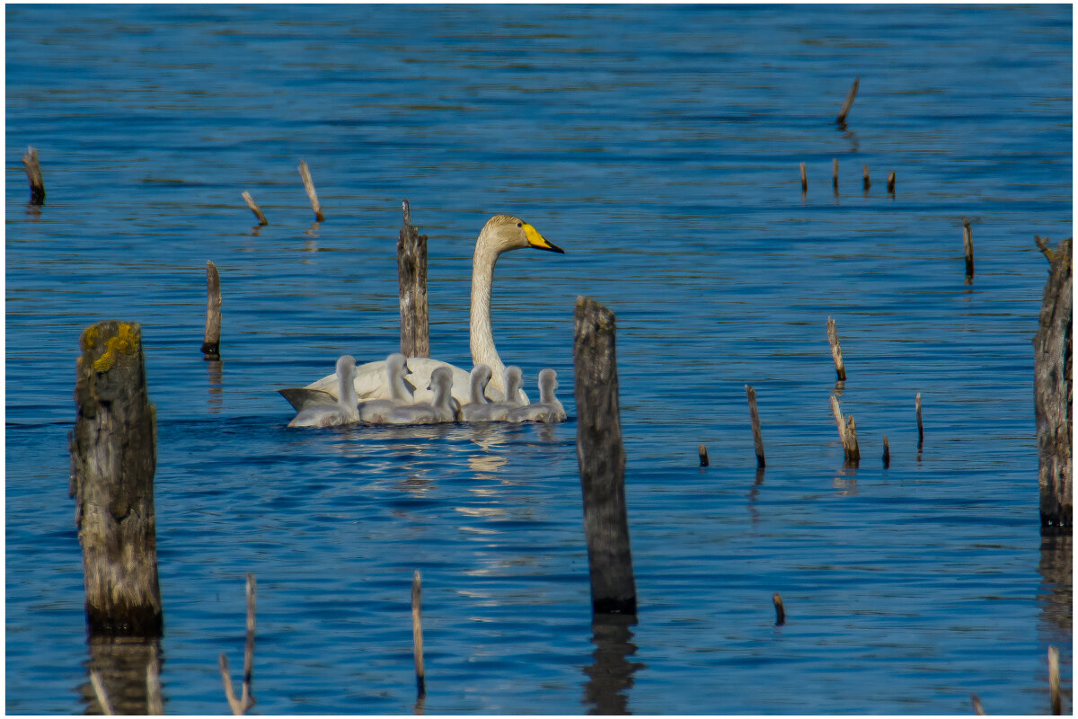 Семейка. - Sergey (Apg)
