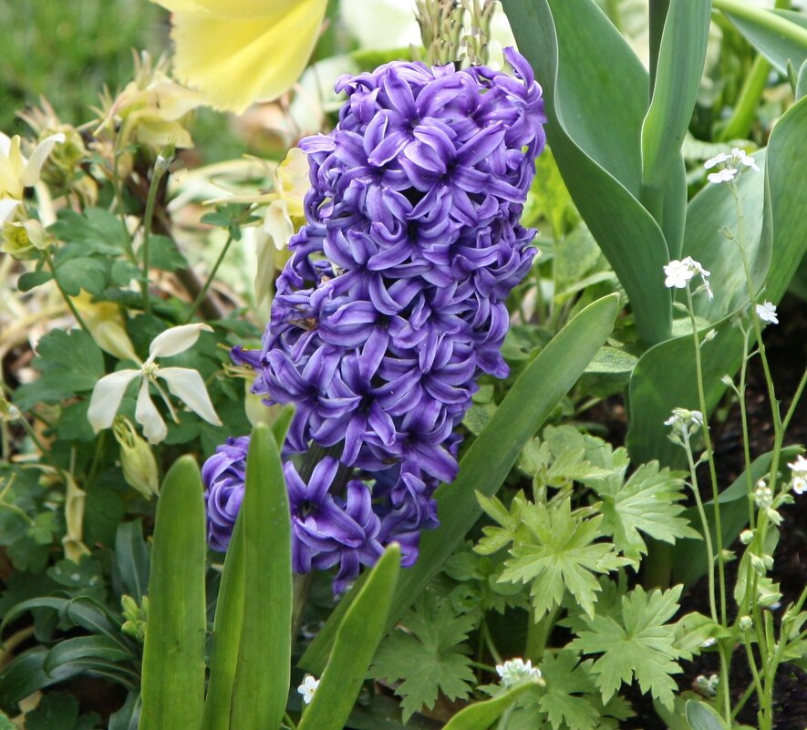 Гиацинт - ZNatasha -