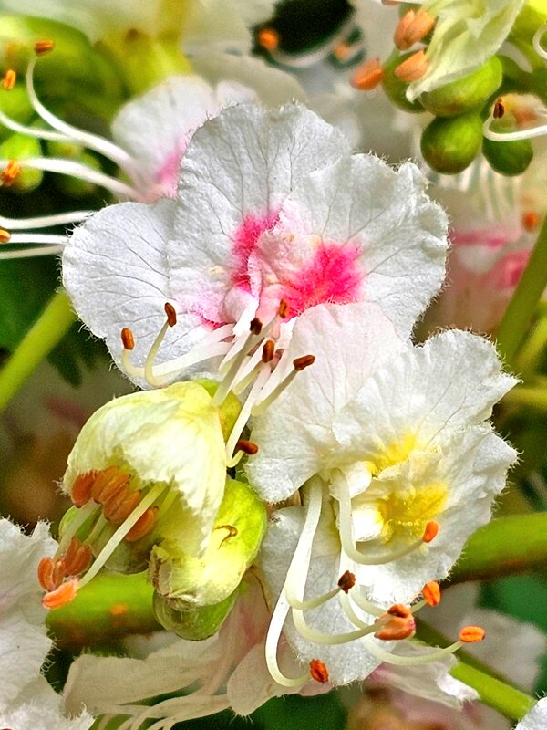 Каштановый коктель - Галина Левина