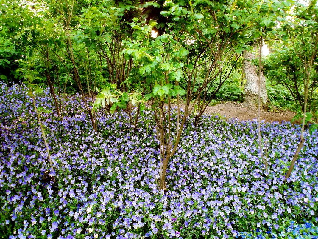 Фиалковый коврик. - VasiLina * Фиалковый коврик. - VasiLina *