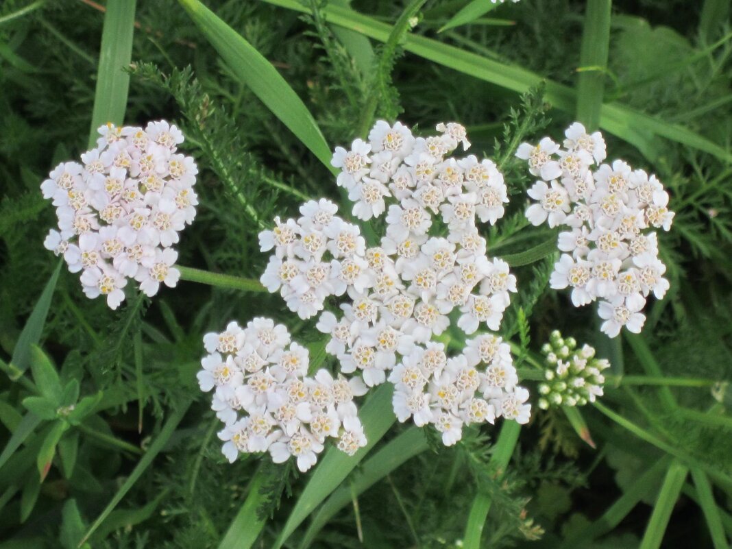 Белые на зелёном - Дмитрий Никитин