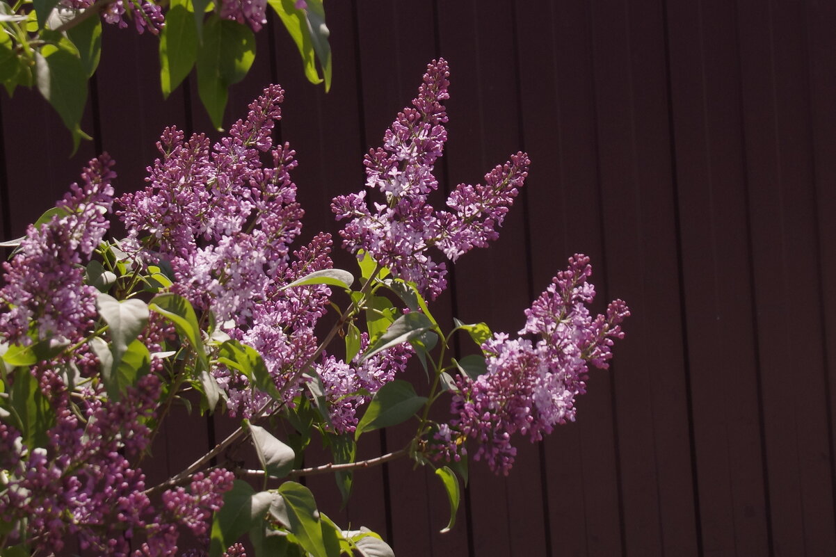 Сирень - Сергей Швечков Сирень - Сергей Швечков