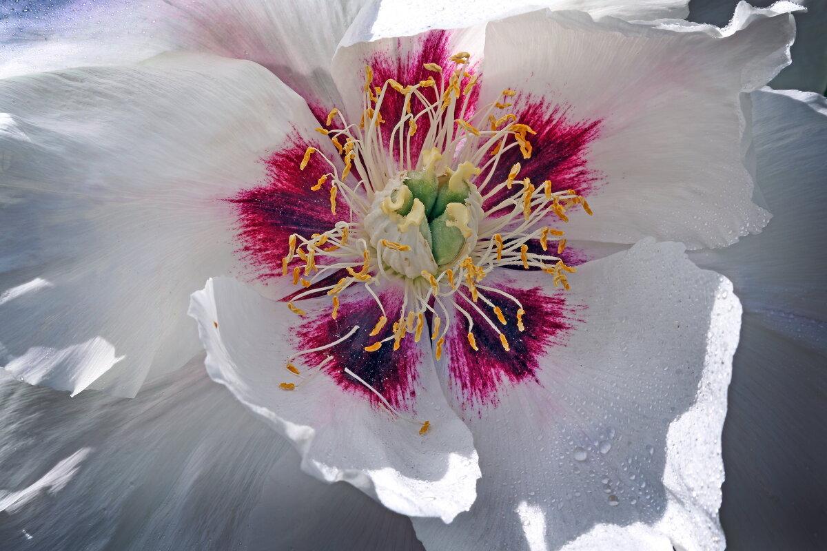 Пион 29 мая в Ботсаду МГУ - Михаил Бибичков Пион 29 мая в Ботсаду МГУ - Михаил Бибичков