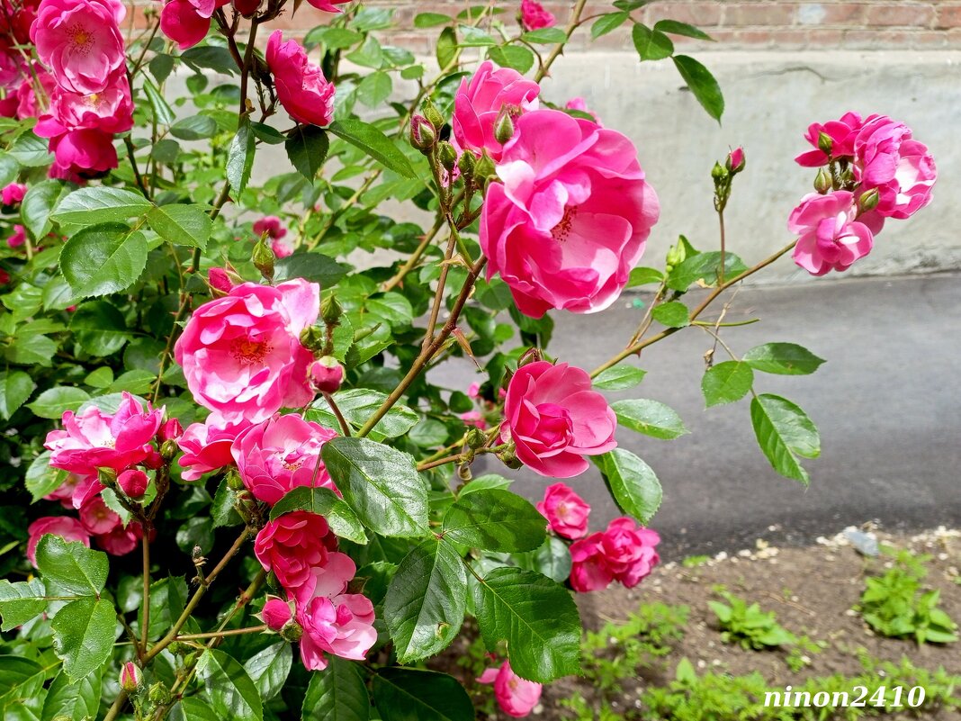 Розовый май - Нина Бутко