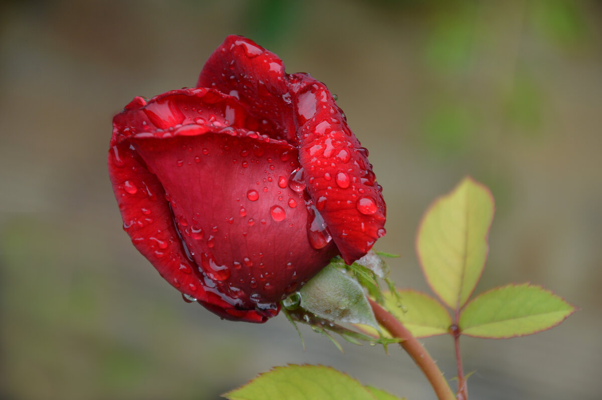 ...а просто майский дождь прошел.... - Надежда Куркина ...а просто майский дождь прошел.... - Надежда Куркина