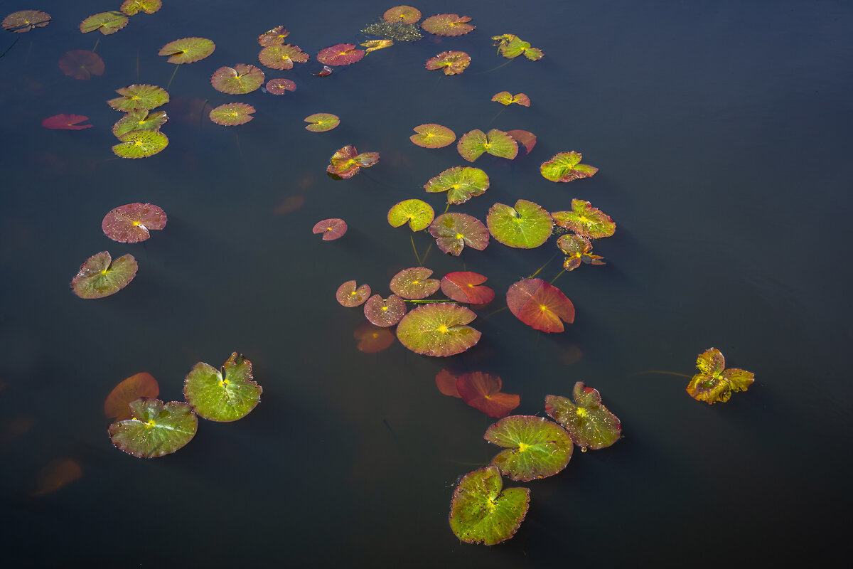 **** - Елизавета .
