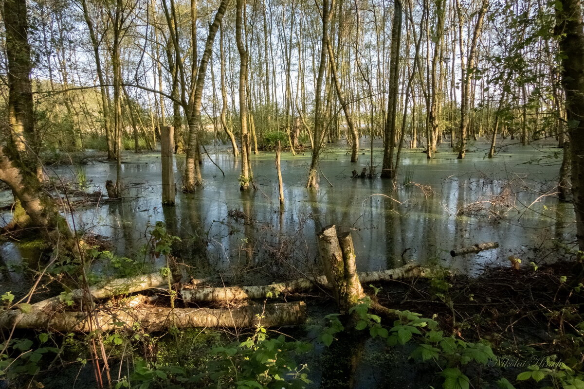 Заповедный край... - Николай Гирш