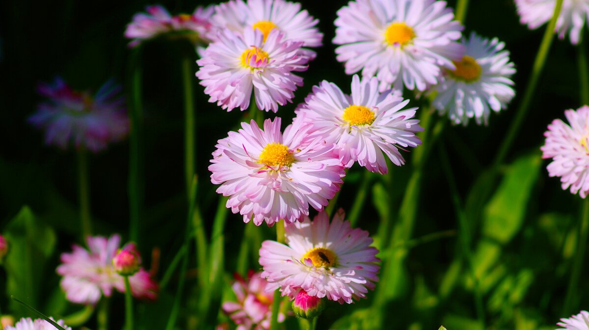 Маргаритки - Наталья Лакомова
