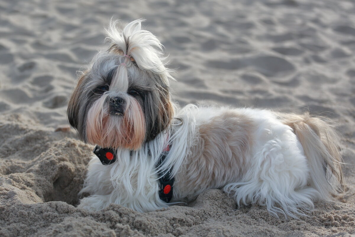 Собака-копака - Андрей Николаевич Незнанов