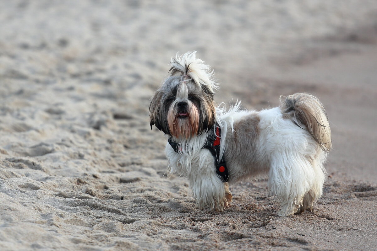 Умка - Андрей Николаевич Незнанов