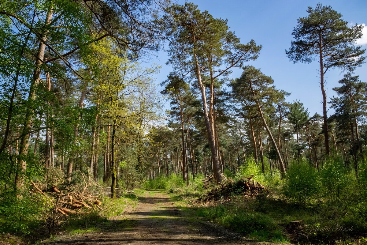 Прогулка по лесу... - Николай Гирш Прогулка по лесу... - Николай Гирш