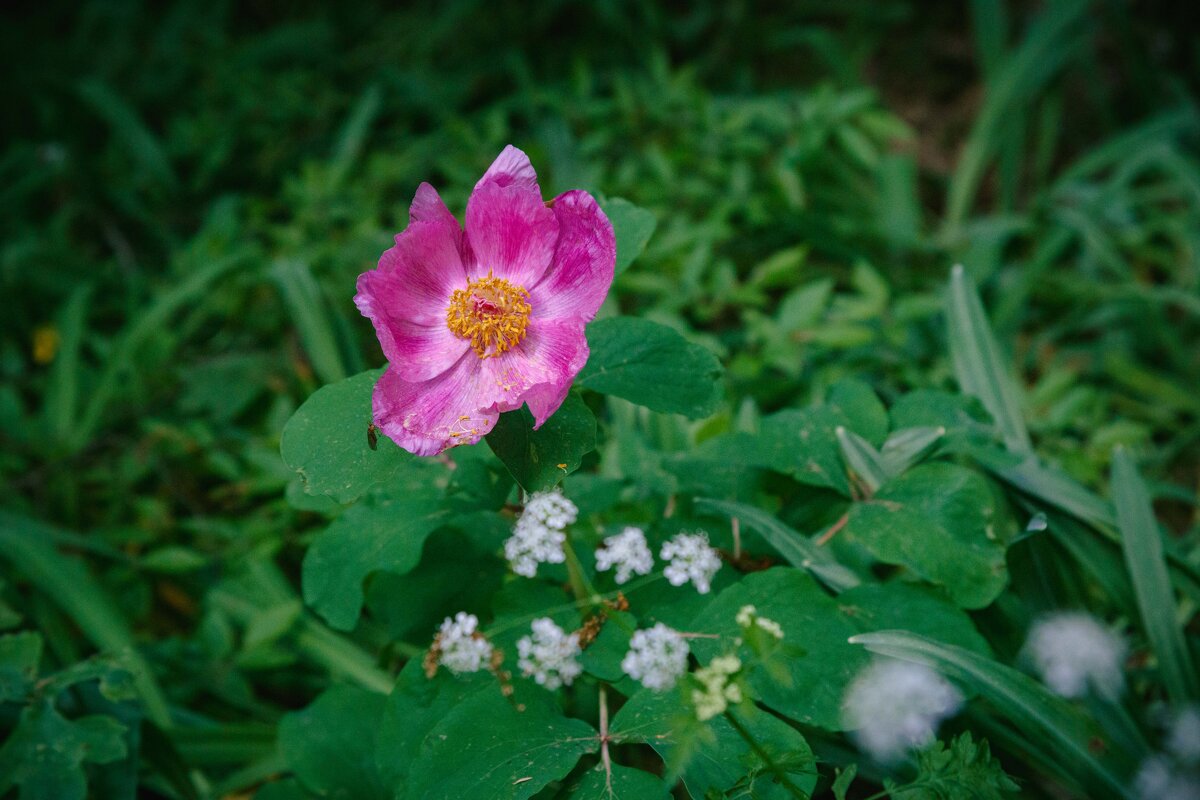 Крым. На Аю-Даге. Май 2025 - Вячеслав Владимирович