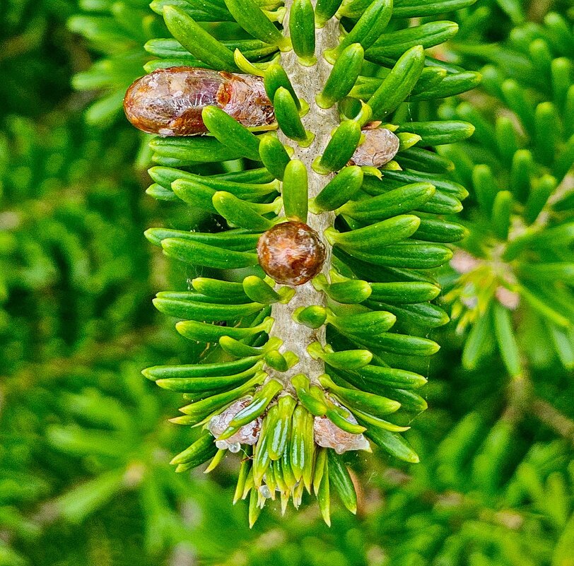 Первые шишечки - Михаил Свиденцов Первые шишечки - Михаил Свиденцов