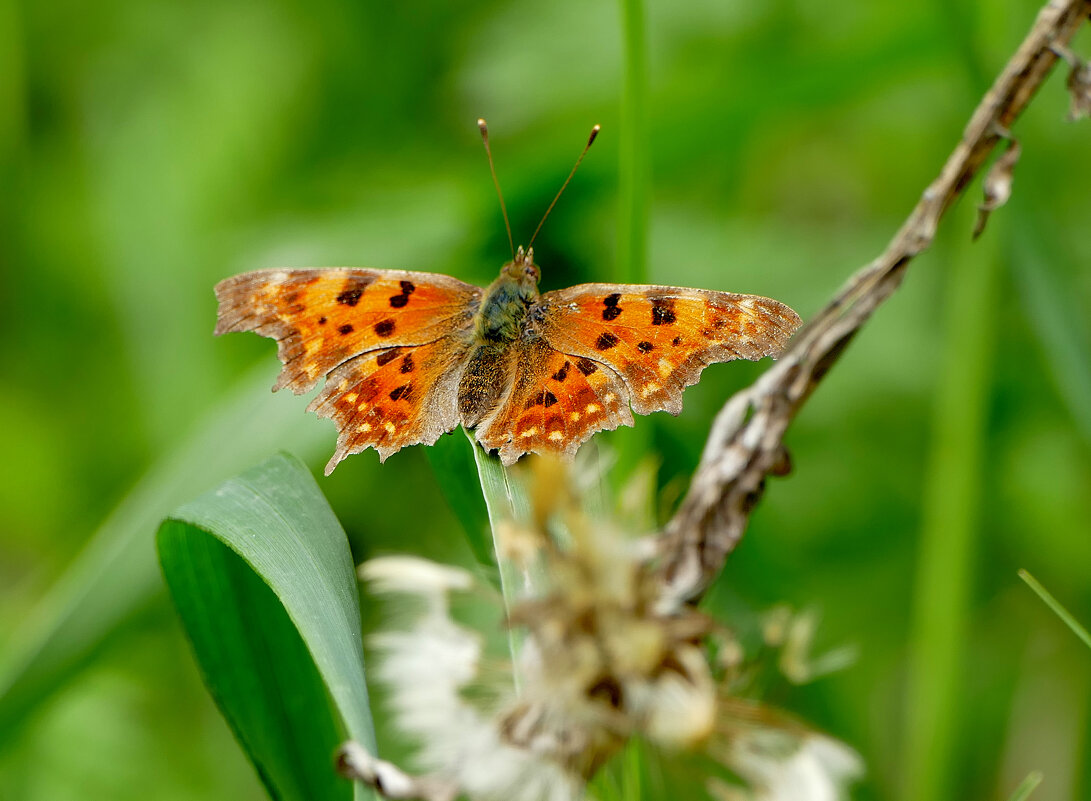 из снятого сегодня 3 - Александр Прокудин из снятого сегодня 3 - Александр Прокудин