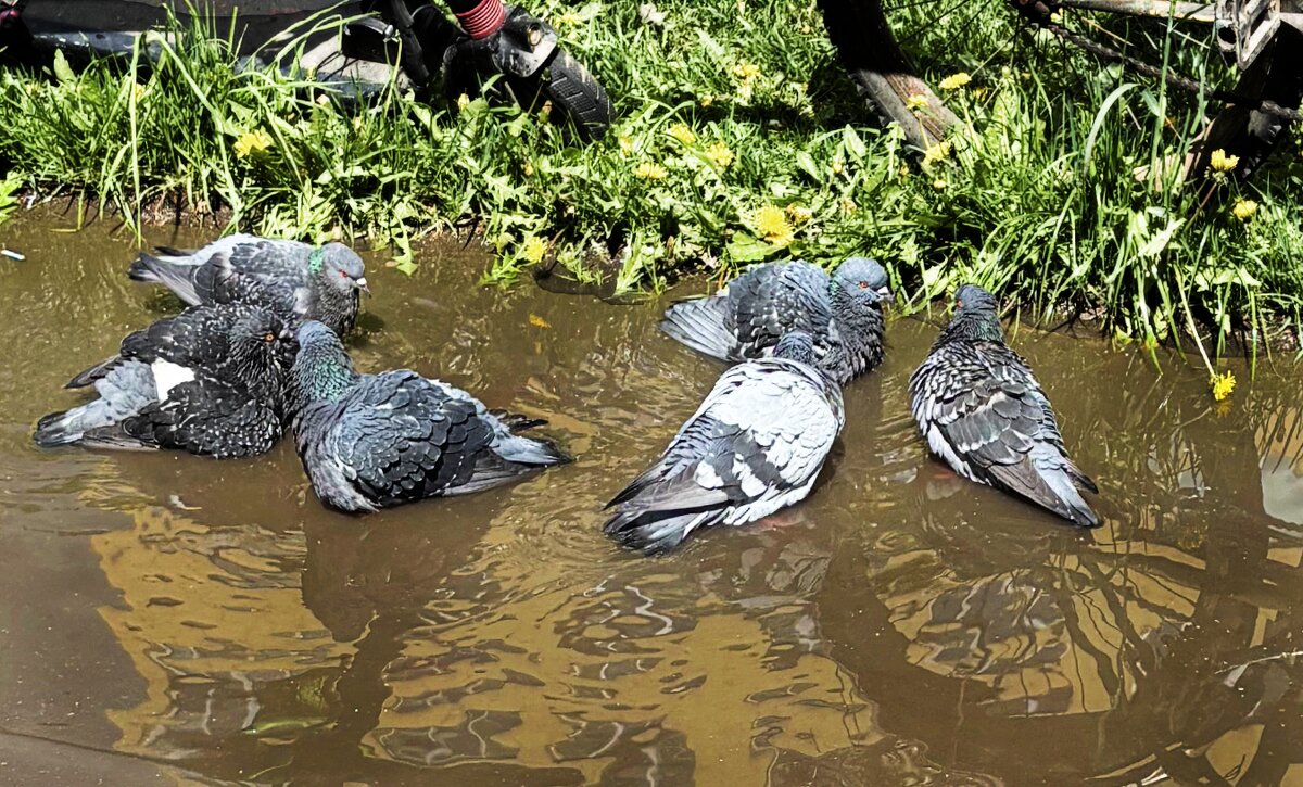 После дождичка - Мария - Maria