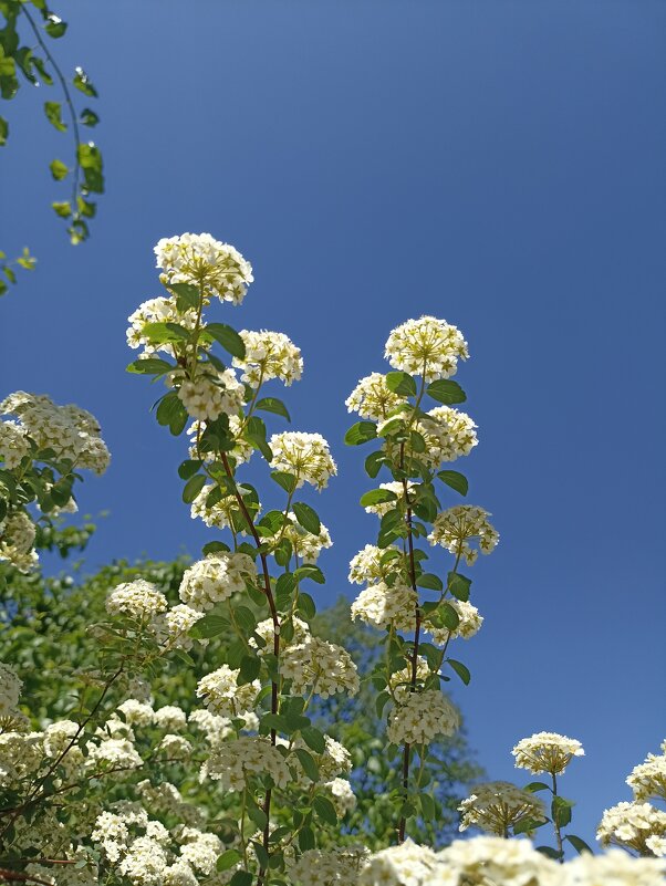 Почти лето - Pippa 