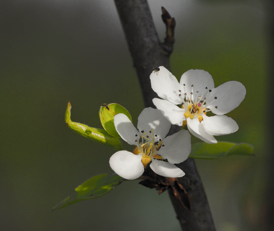 Нежность весны - Олег Фролов Нежность весны - Олег Фролов