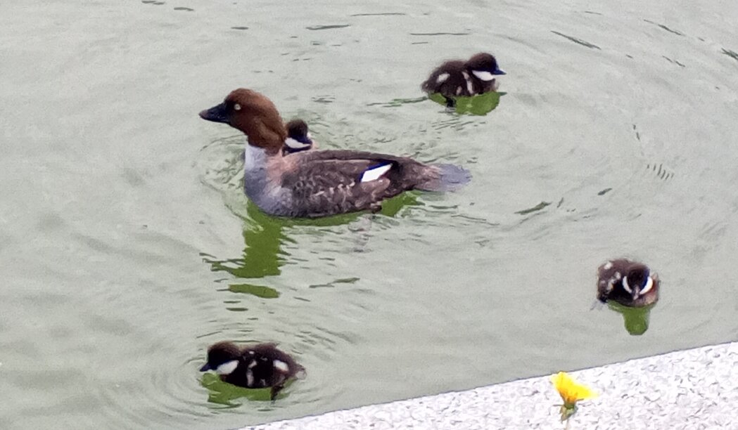 Гоголи - Сапсан 