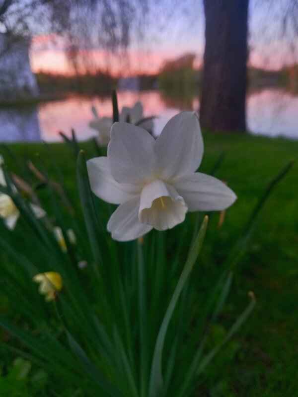 Нарцисс - Сапсан 