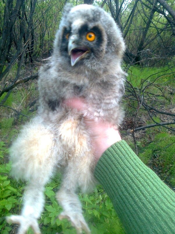 ушастая сова - Ирина 