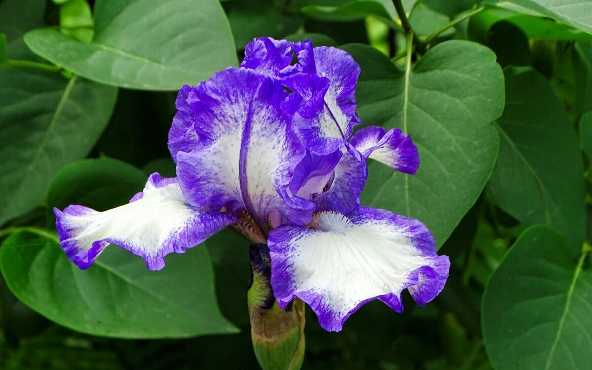 Ирис на городской клумбе. - Милешкин Владимир Алексеевич Ирис на городской клумбе. - Милешкин Владимир Алексеевич