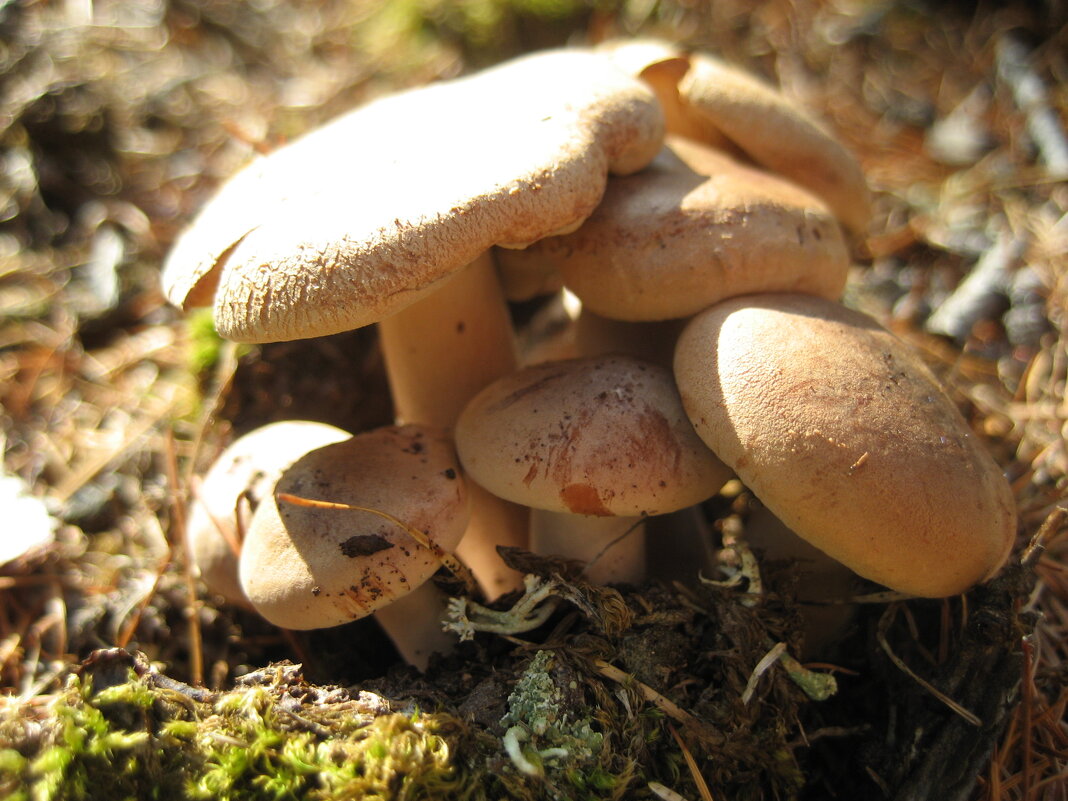 Горькушки - Anna Ivanova