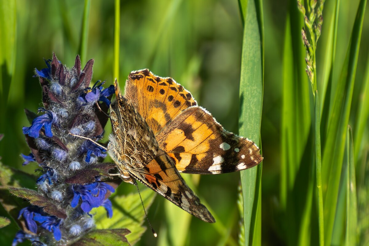 Бабочка репейница - Игорь Сикорский Бабочка репейница - Игорь Сикорский