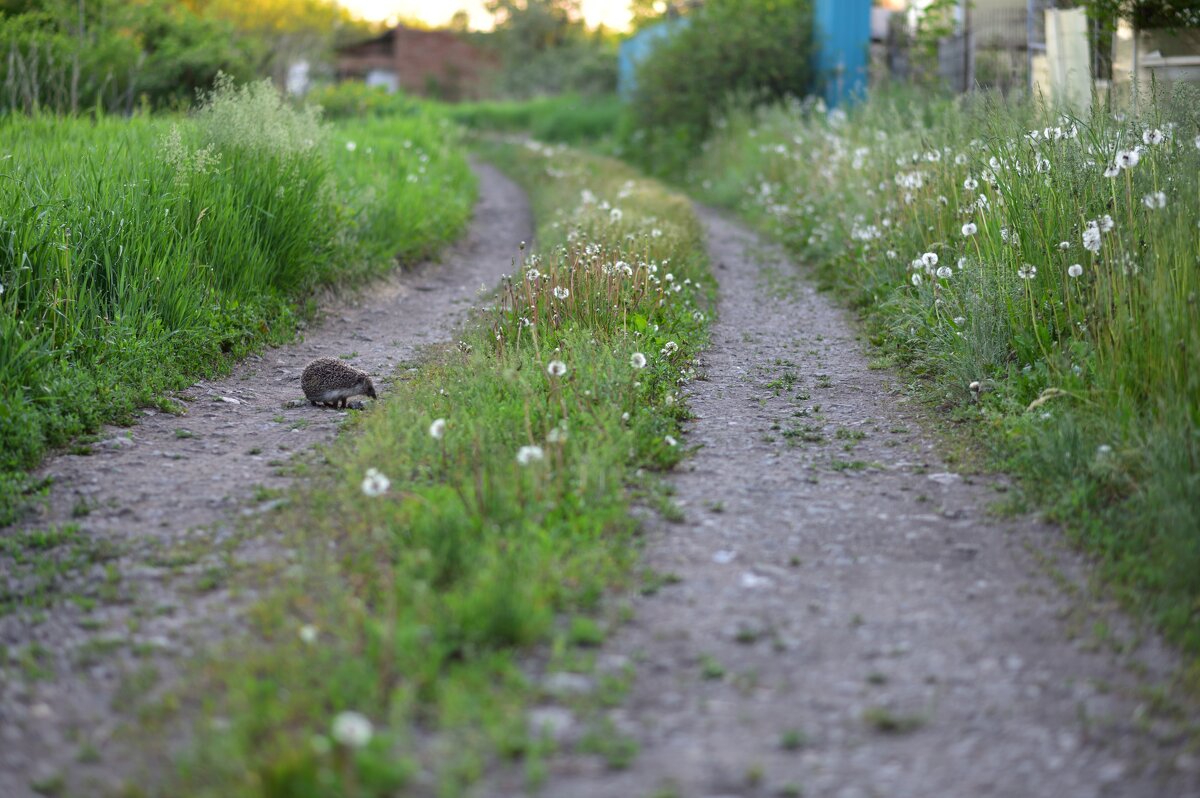 На прогулке - Петр 