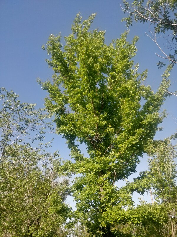 Зелёный дубок. - Андрей Хлопонин Зелёный дубок. - Андрей Хлопонин