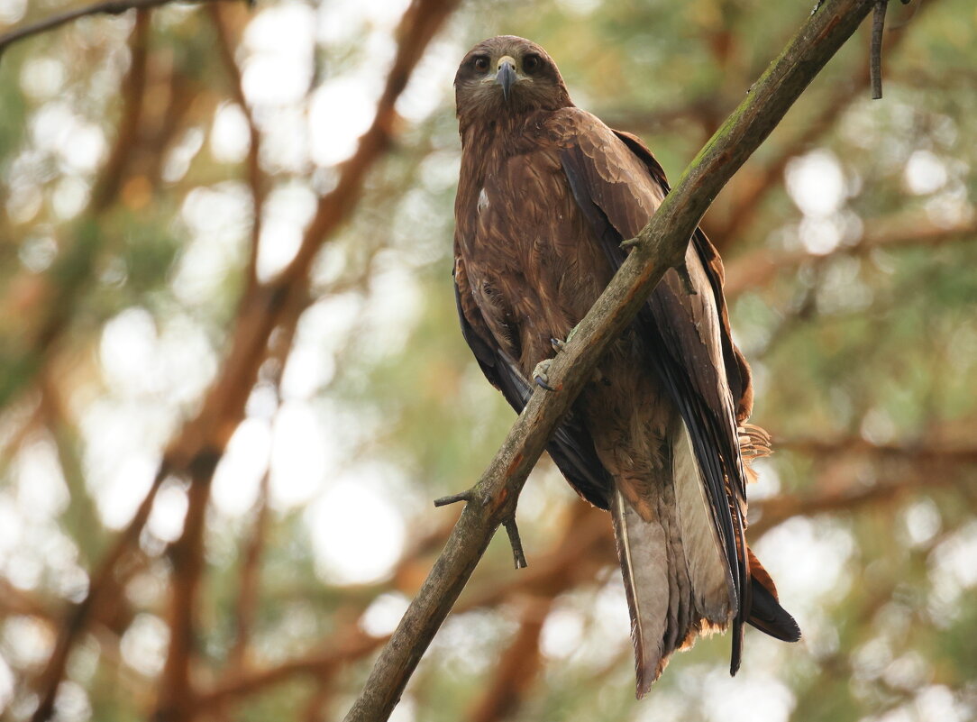 Он умеет ждать - Владилен Панченко