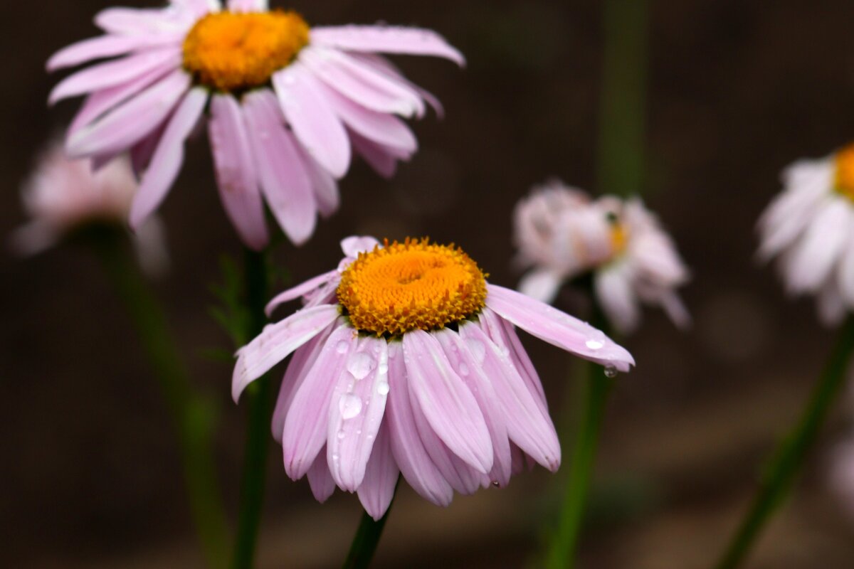 После дождя - Юрий. Шмаков После дождя - Юрий. Шмаков