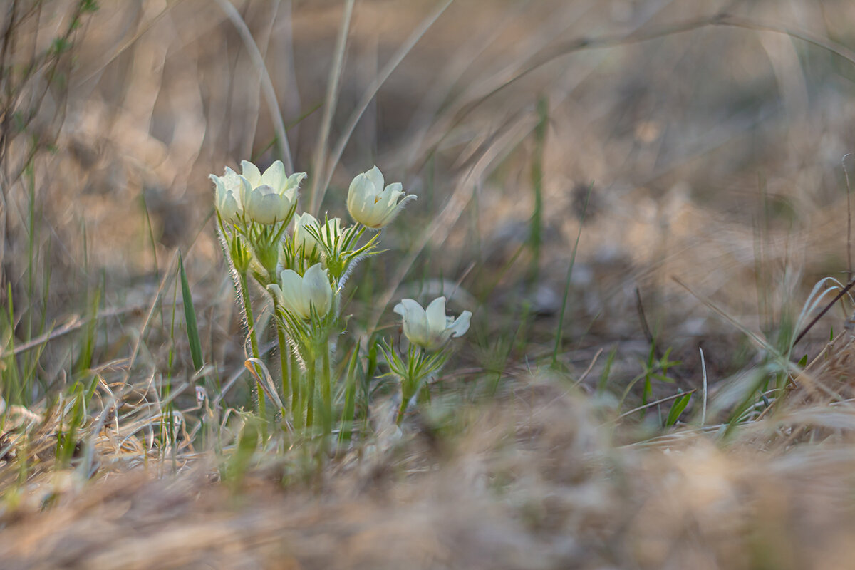 Семейство снов - Ирина Коледова Семейство снов - Ирина Коледова