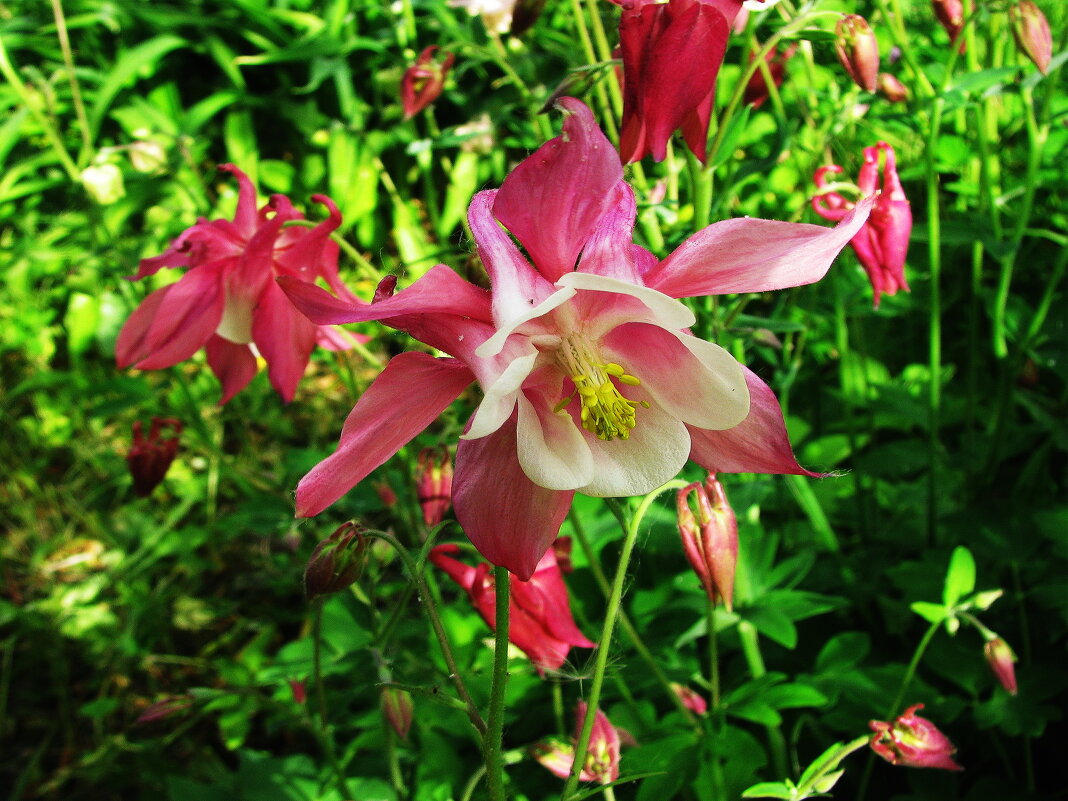 Во всей красе - Людмила Смородинская Во всей красе - Людмила Смородинская