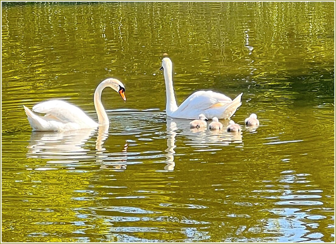 На озере. - Валерия Комова