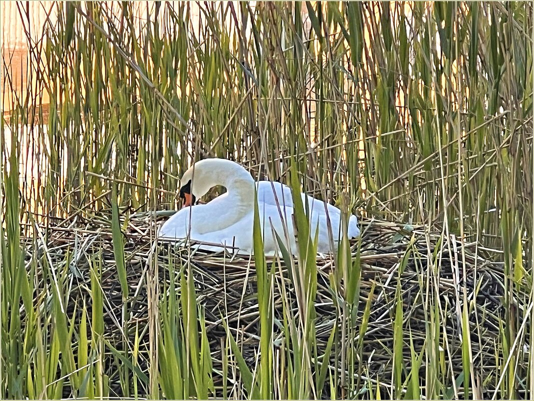 Утро на озере. В гнезде. - Валерия Комова
