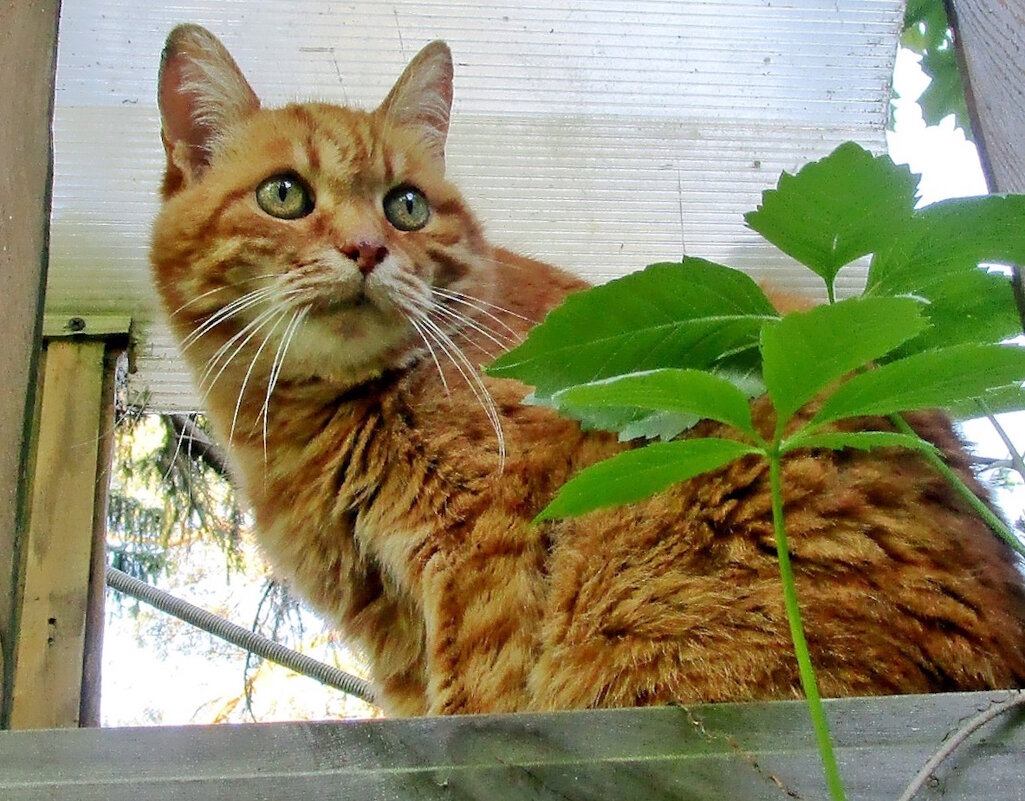 Барсик на посту. - Ольга Довженко