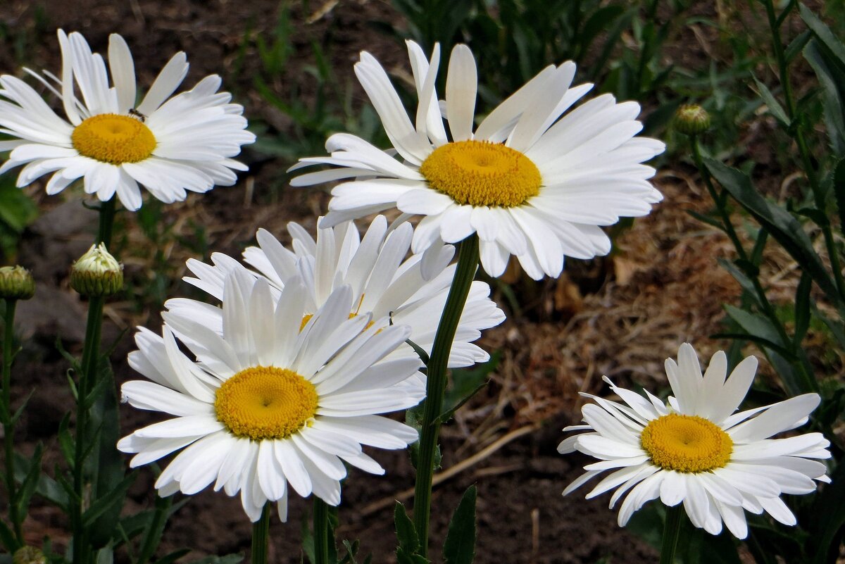 Мои любимые ромашки - Татьяна Смоляниченко