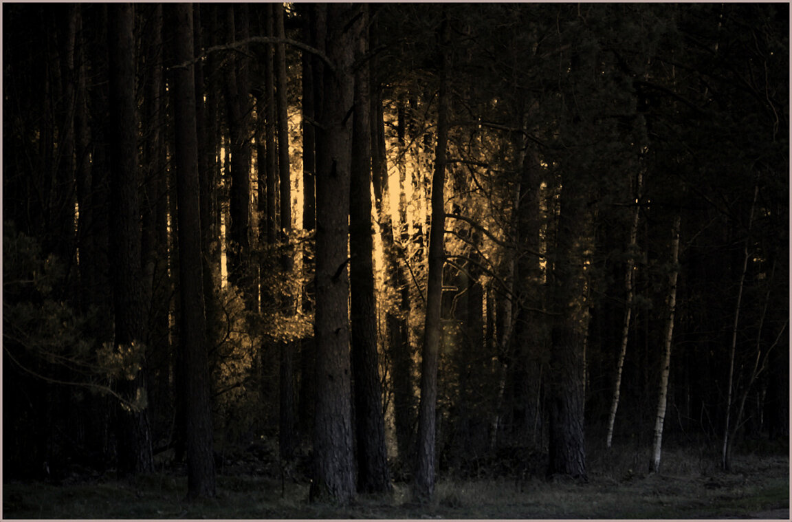 В лесу .... - Aleksandr Gal В лесу .... - Aleksandr Gal