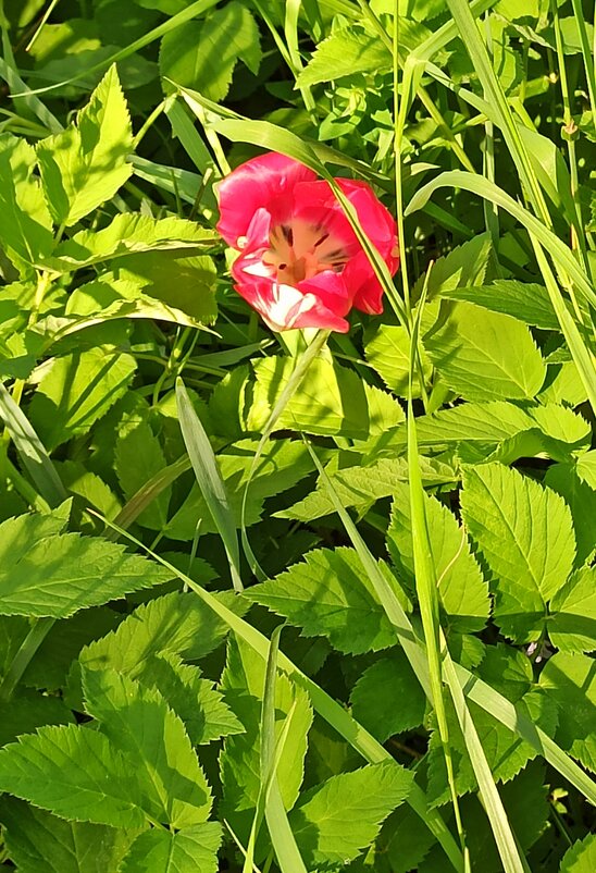 Тюльпашка-потеряшка - veilins veilins