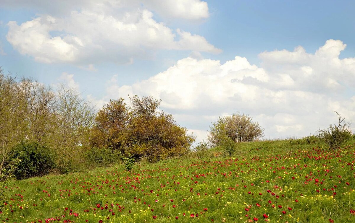 Пионы тонколистные, горицвет - Надежда Куркина 