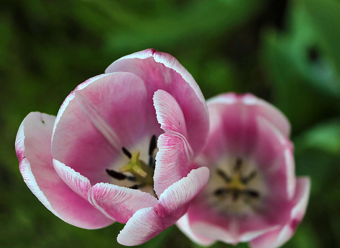 Последние тюльпаны - Светлана Последние тюльпаны - Светлана