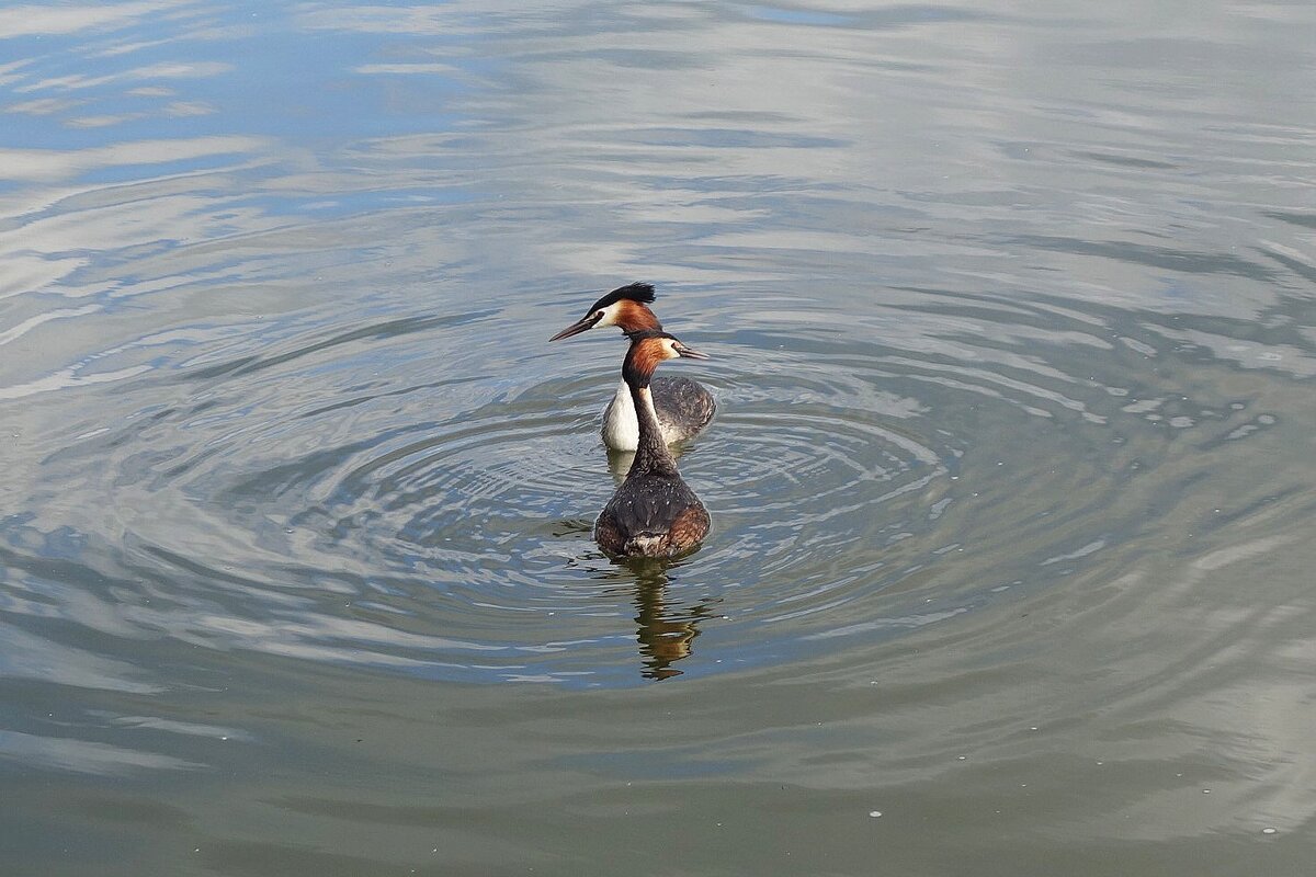Чомга - Рита Симонова